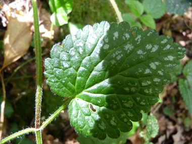 Feuilles fréquemment tachetées de blanc. Agrandir dans une nouvelle fenêtre (ou onglet)